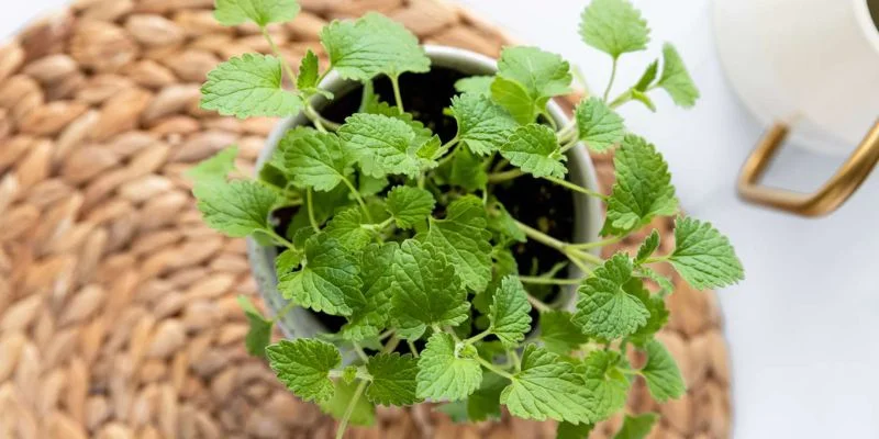 Catnip plant repelling insects indoors