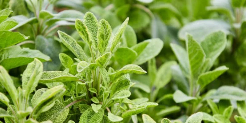 Sage plant repelling insects indoors