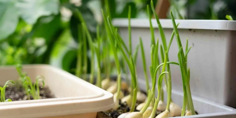 Garlic plant repelling insects indoors