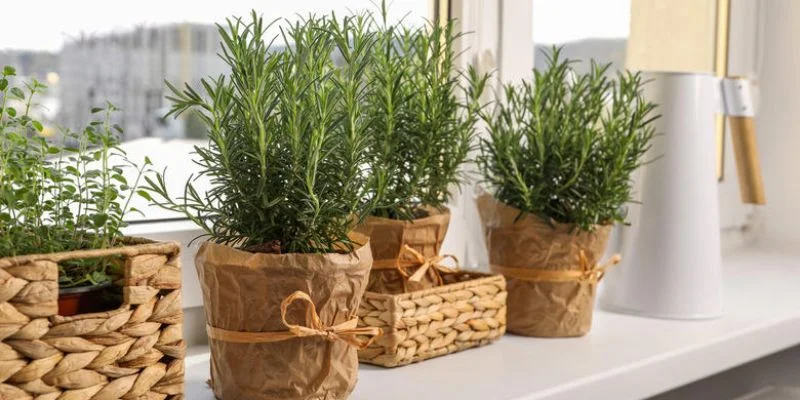 Rosemary plant in kitchen and balcony repelling insects
