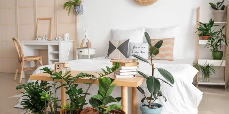 Best Rooms to Place Indoor Plants for Humidity Control