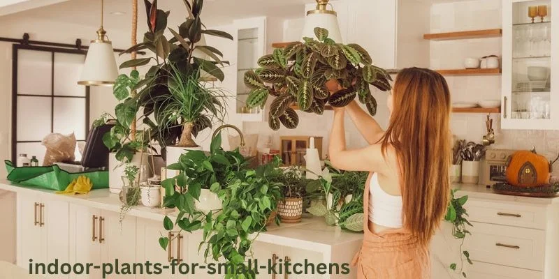 Indoor Plants for Small Kitchens