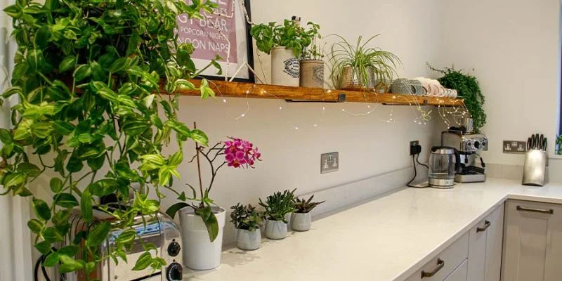 Best Indoor Plants for Small Kitchens