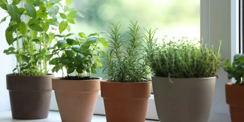 Best Herbs for Small Kitchens