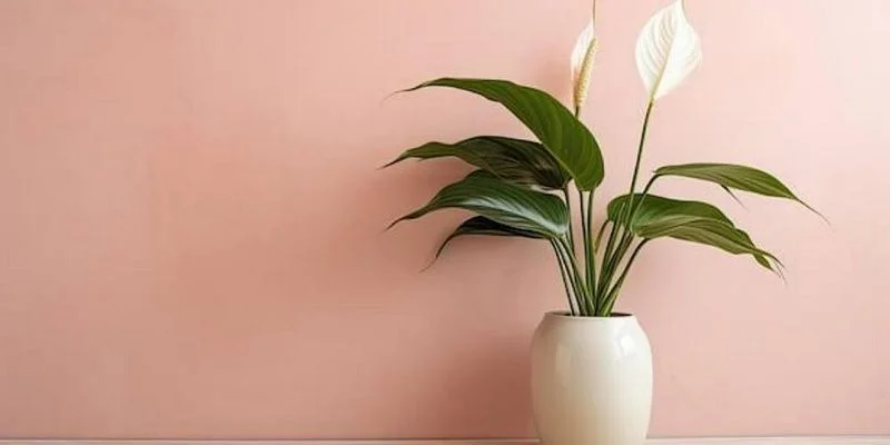  Peace Lily Minimalist Home Decor 