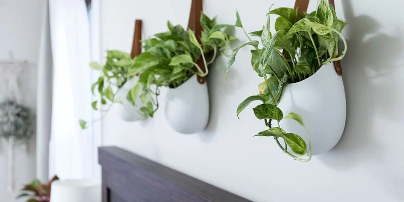 Pothos (Styled Simply) Minimalist Home Decor 