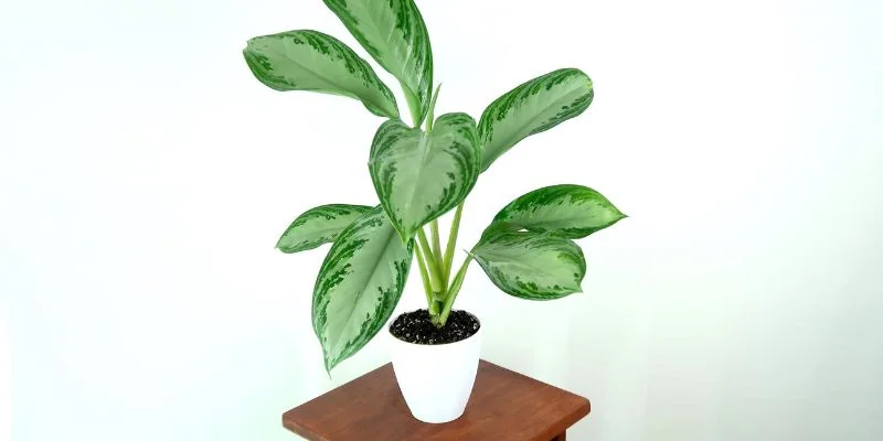 Chinese Evergreen Minimalist Home Decor 