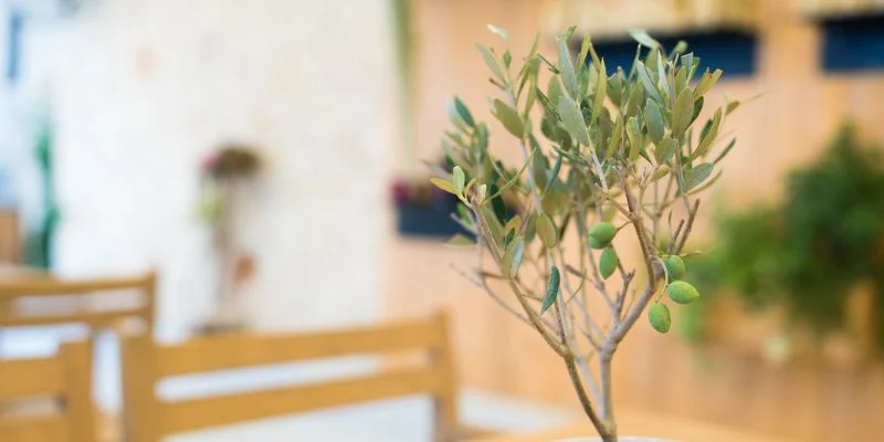 Olive Tree (Indoor Variety) Minimalist Home Decor 