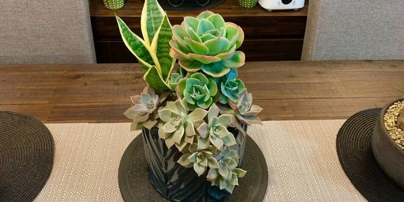 Succulents (Single Statement Pieces) Minimalist Home Decor 