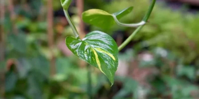 Pothos (Devil’s Ivy) Indoor Plant Fast Grow