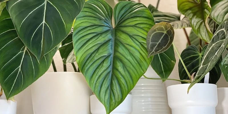 Philodendron indoor plant