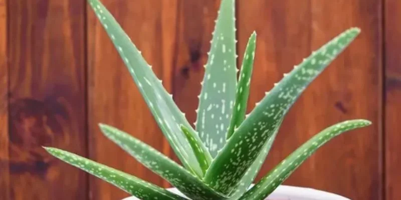 Aloe vera Indoor Plant