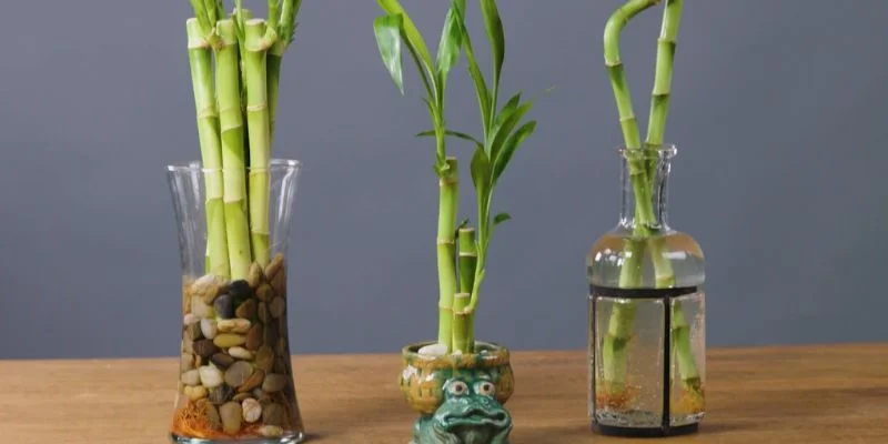 Lucky Bamboo Indoor Plants