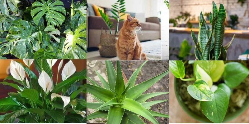 Indoor Plants to Avoid Around Pets