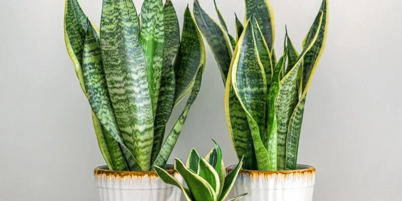 Snake Plant – Peaceful and Low Maintenance