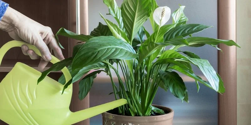 Peace Lily – Elegant and Soothing