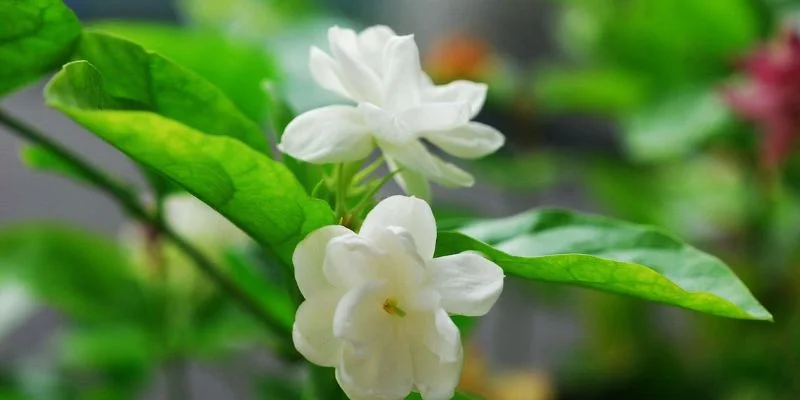 Jasmine – Natural Relaxation Booster