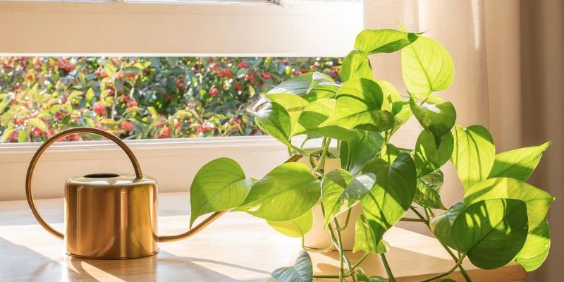  Pothos – Easy and Peaceful Greenery