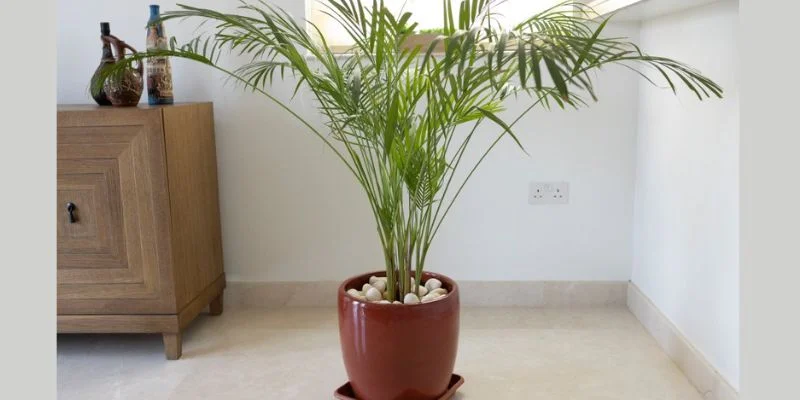 Bamboo Palm – Tropical Calm Vibes