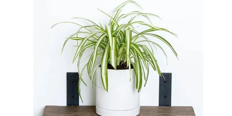 Spider Plant – Fresh Energy Booster