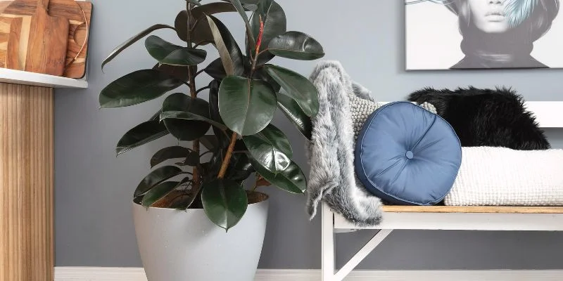 Rubber Plant – Stylish and Soothing