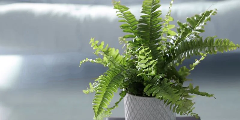 Boston Fern – Soft and Refreshing