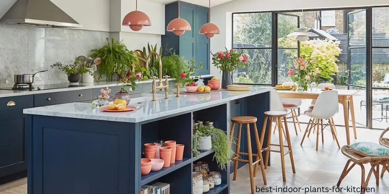 best indoor plants for kitchen
