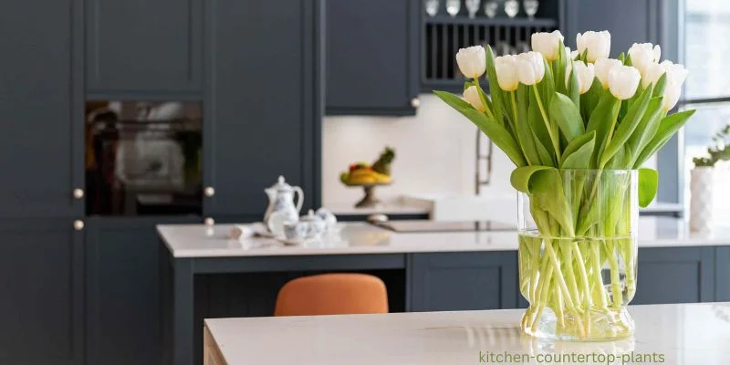 kitchen countertop plants