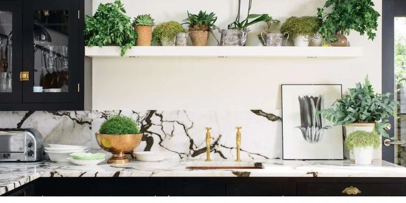 Kitchen Countertop Plants Are a Smart Choice