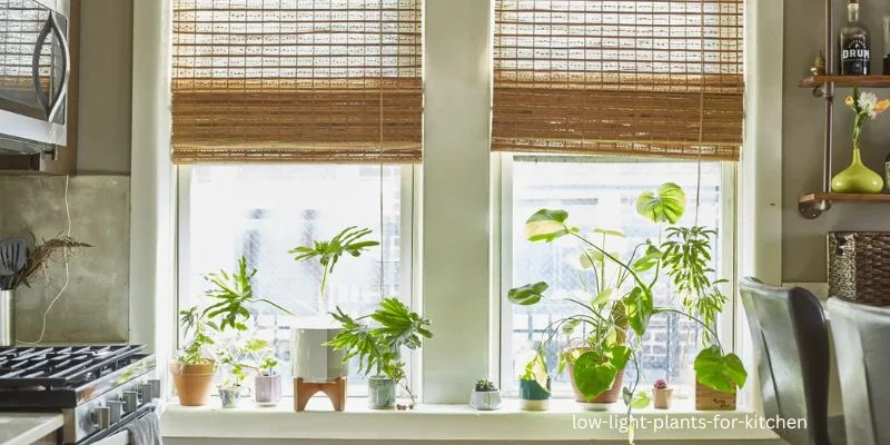 Low light plants for kitchen