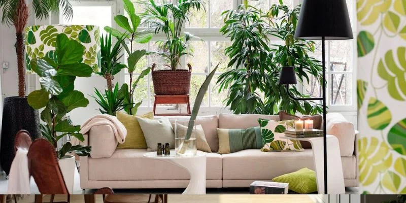 Plants Around Your Sofa