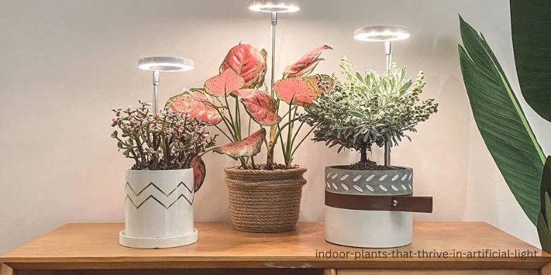 Indoor Plants That Thrive in Artificial Light