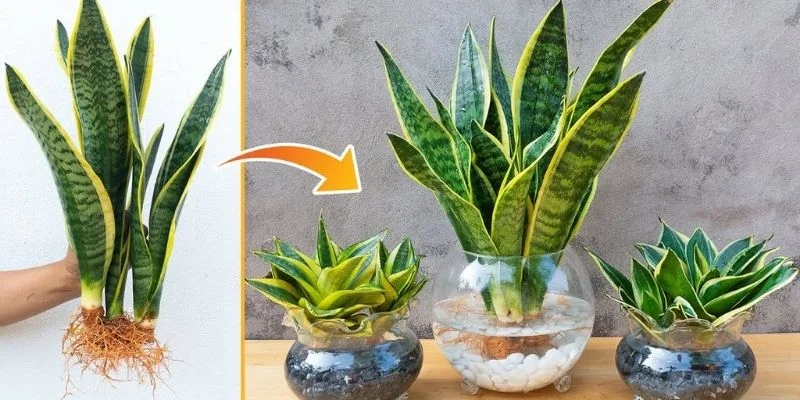Snake Air-Purifying Indoor Plants