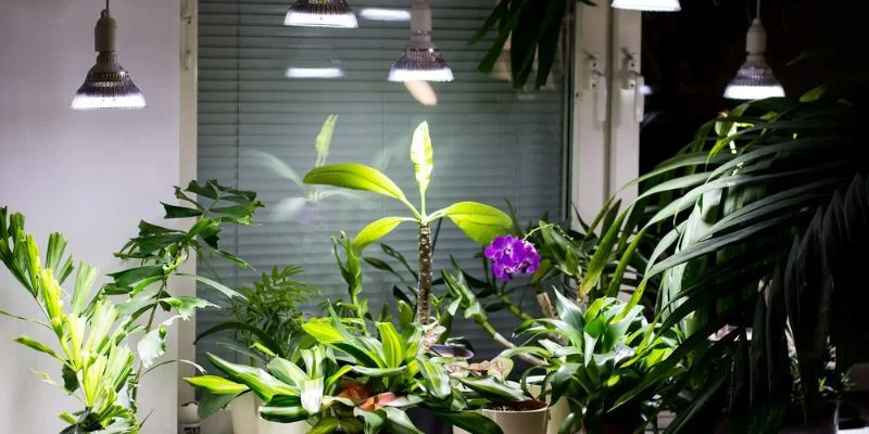 Choose Indoor Plants That Thrive in Artificial Light
