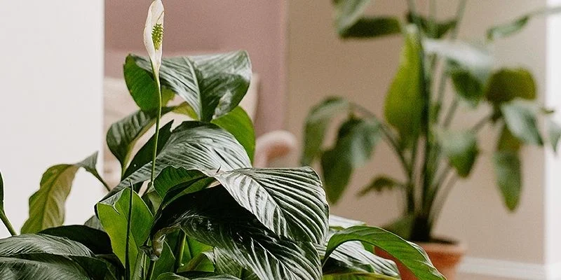 peace lily Air-Purifying Indoor Plants