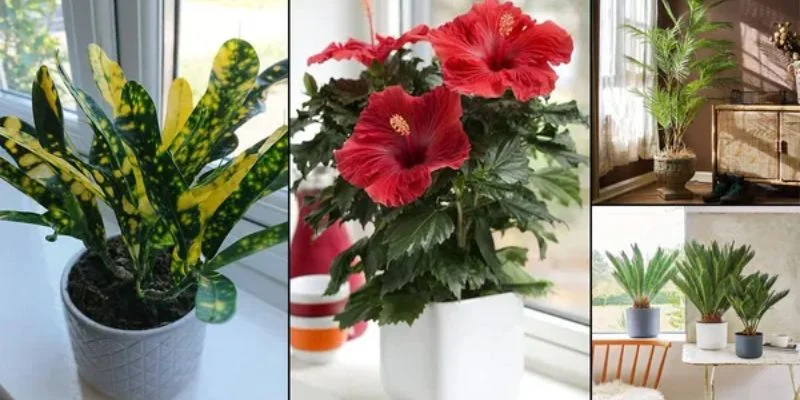 Window Direction for Indoor Plants