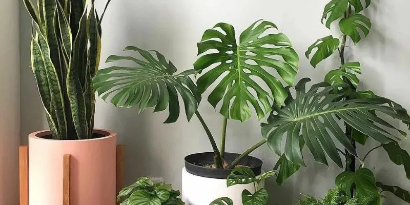 Best Indoor Plants for Summer Season