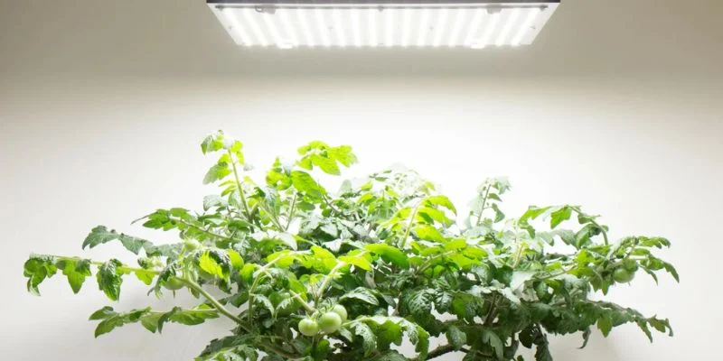 Common Mistakes With Indoor Plants and Artificial Light