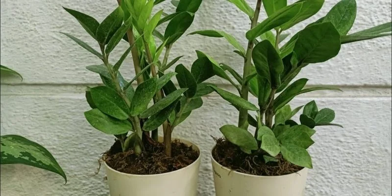 ZZ Air-Purifying Indoor Plants