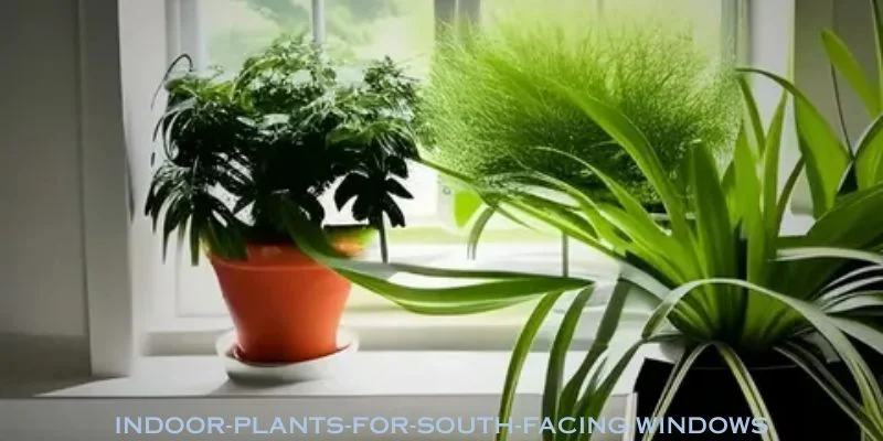 Indoor Plants for South-Facing Windows