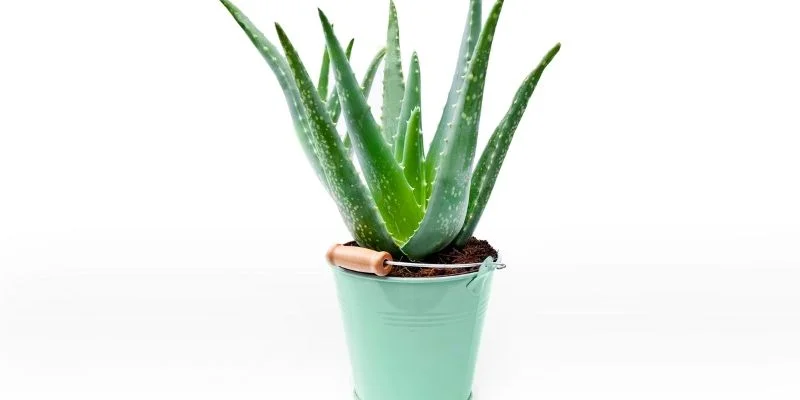 Aloe vera Air-Purifying Indoor Plants