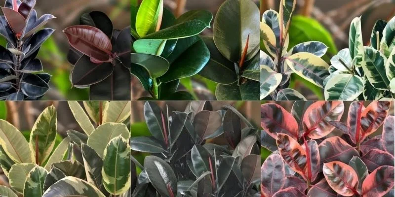 Rubber Air-Purifying Indoor Plants