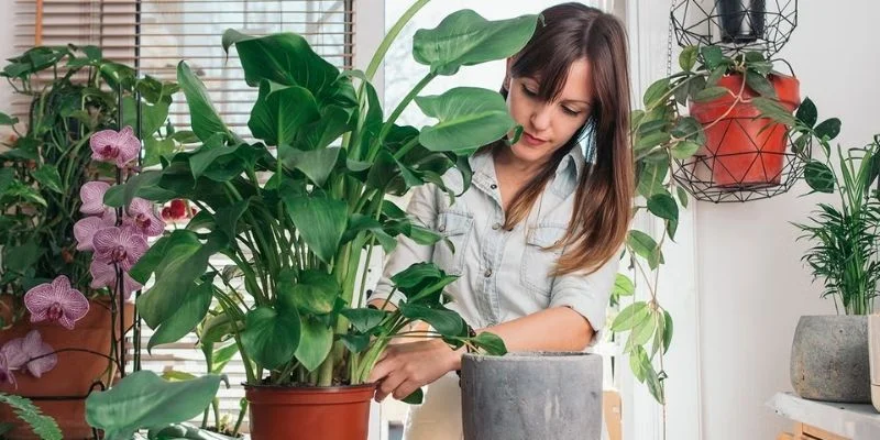 indoor plants reduce stress