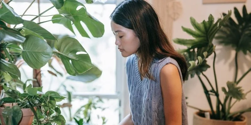 Indoor Plants Reduce Stress