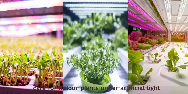 Care for Indoor Plants Under Artificial Light