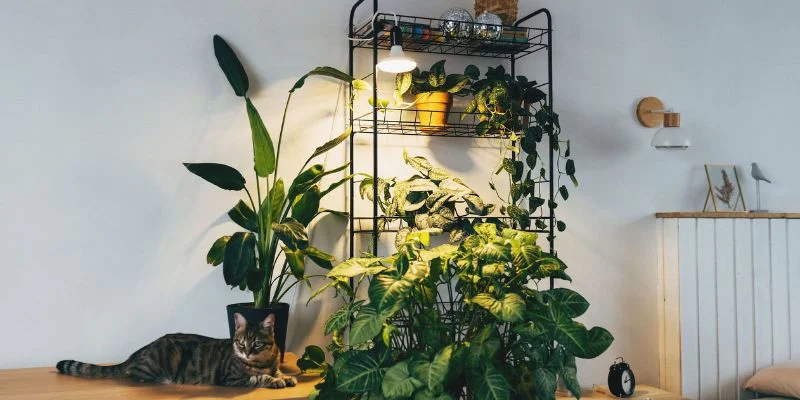 Best Rooms for Artificial Light Plants