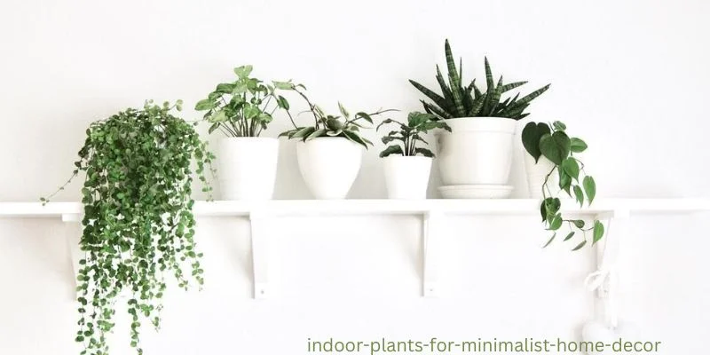 Indoor Plants for Minimalist Home Decor