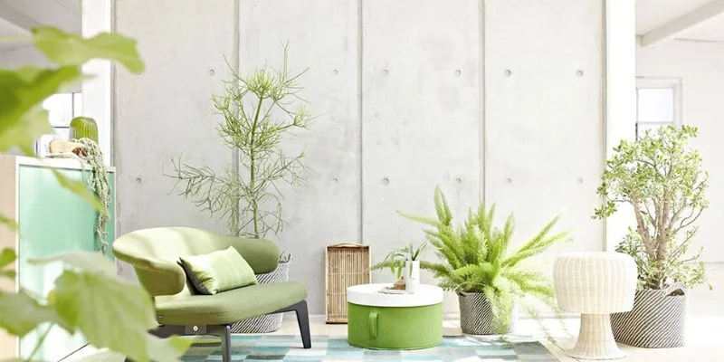 Indoor plants in minimalist living room