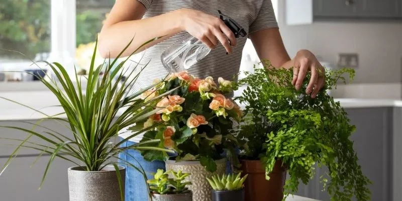 Care Tips for Flowering Indoor Plants