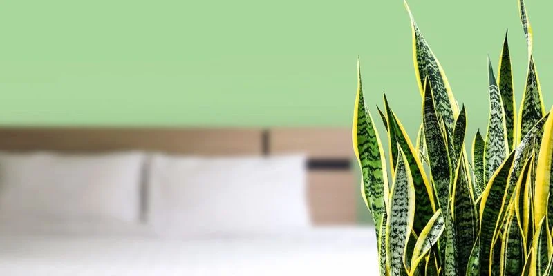 Minimalist Snake Plant